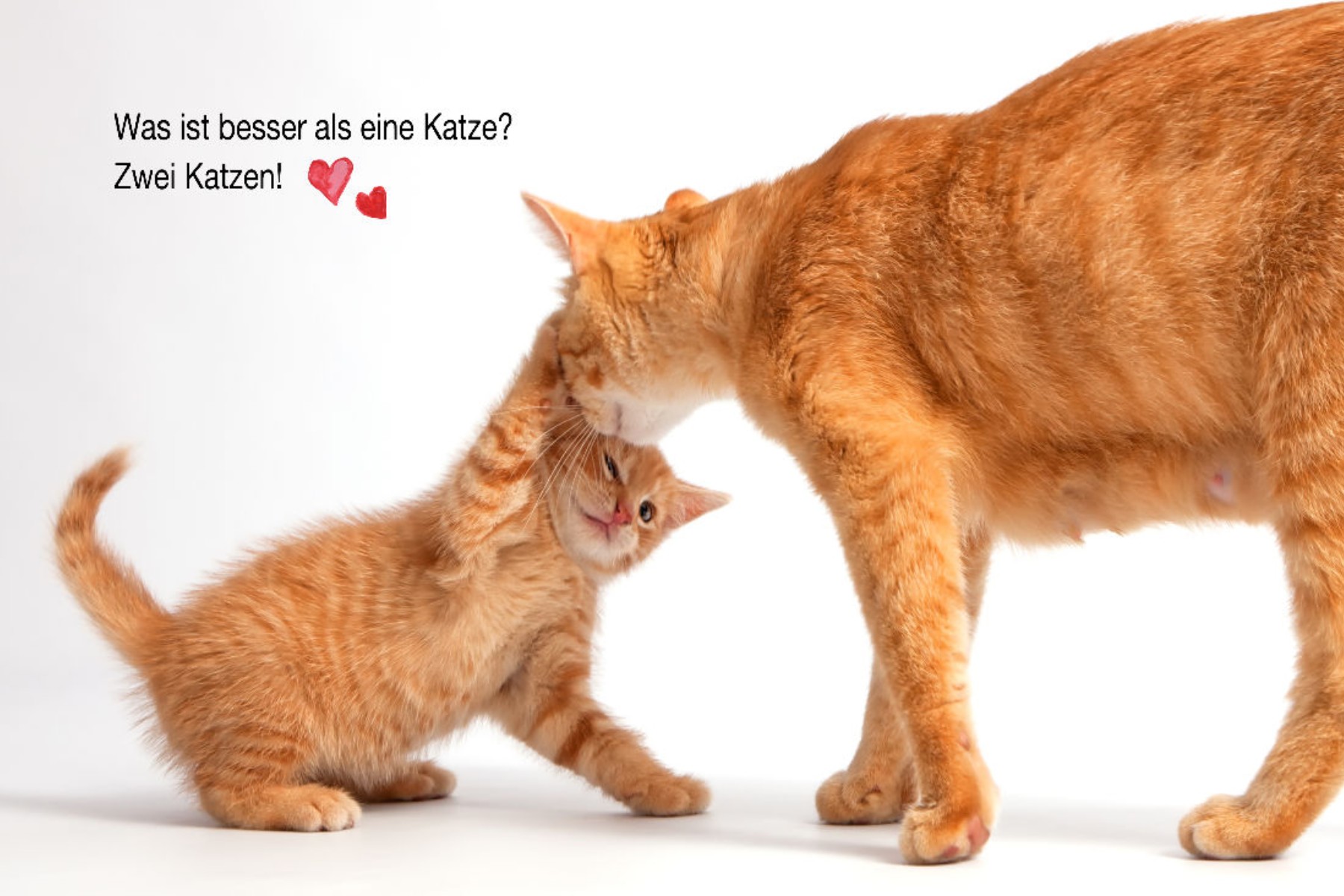 Katzenmutter mit ihrem Baby