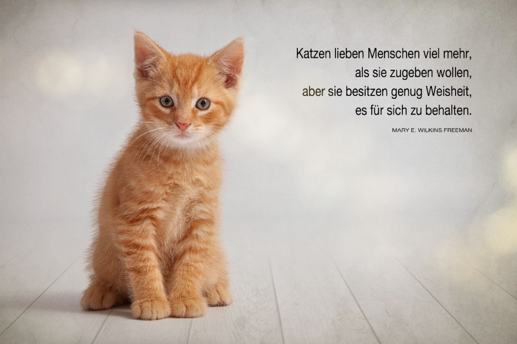 Rotes Katzenbaby