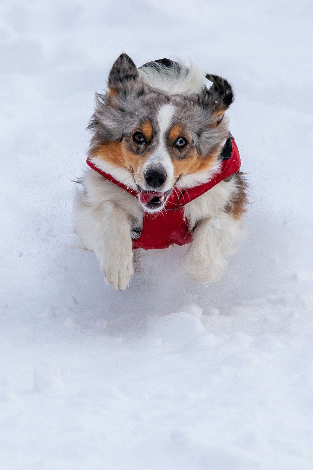 Schneepflug