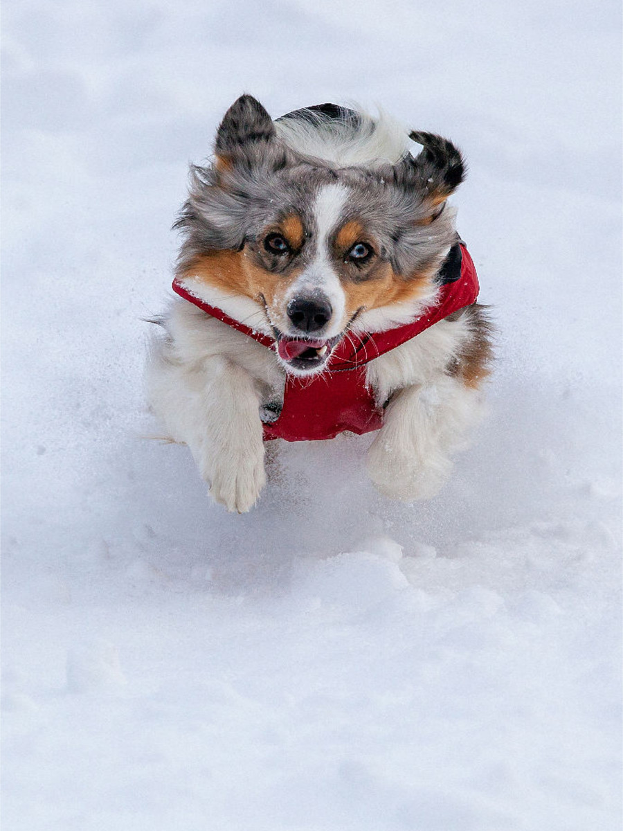 Schneepflug