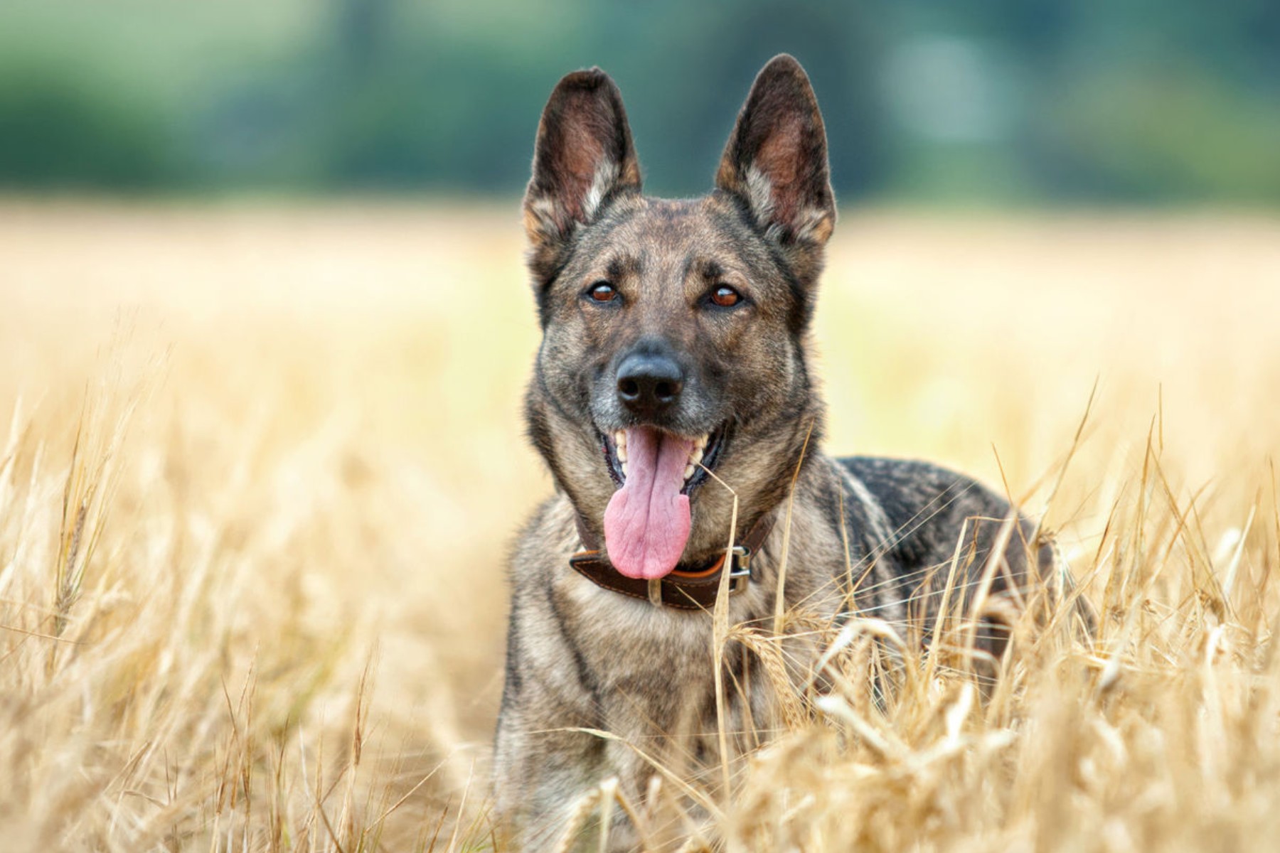 Deutscher Schäferhund July