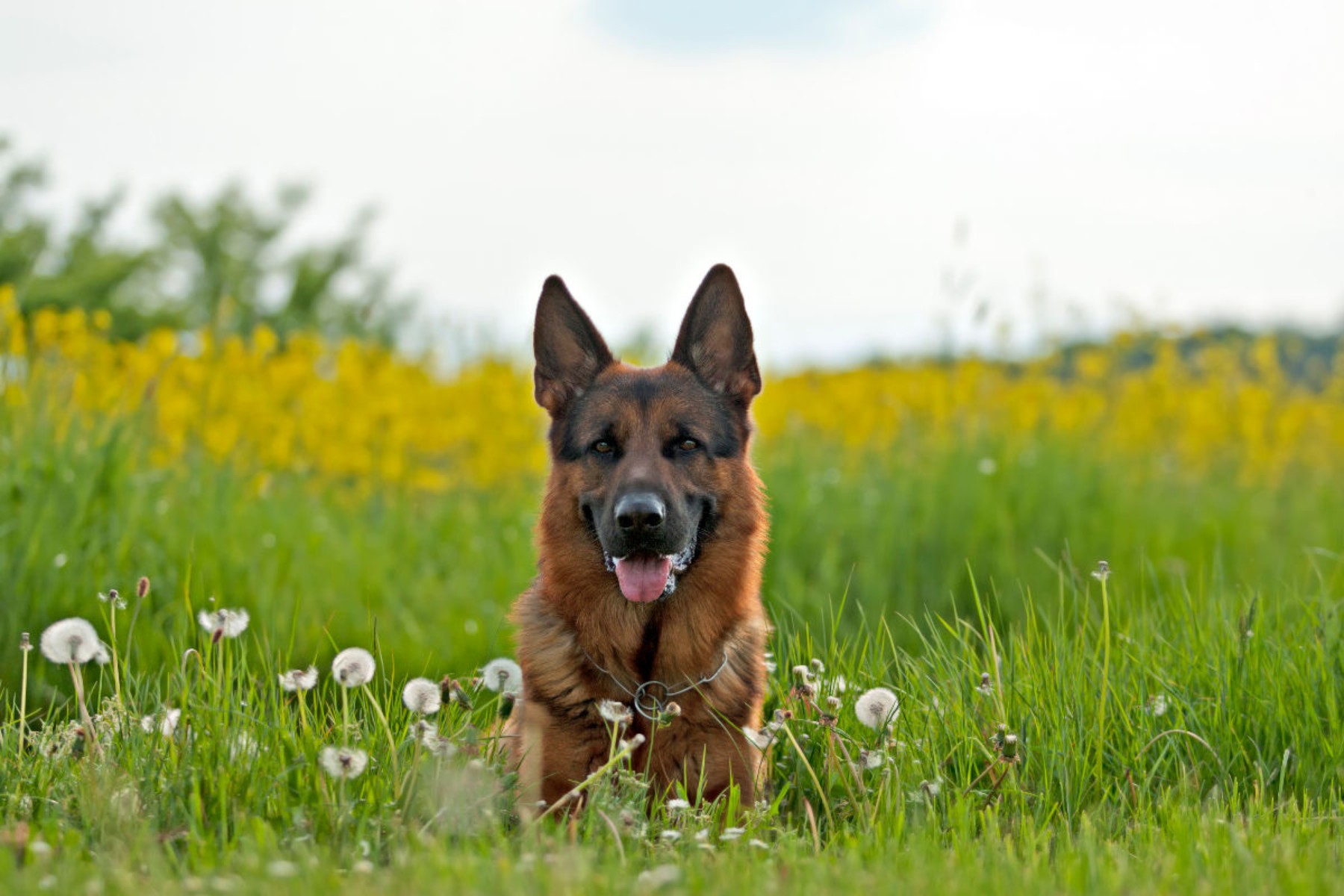 Deutscher Schäferhund Yack