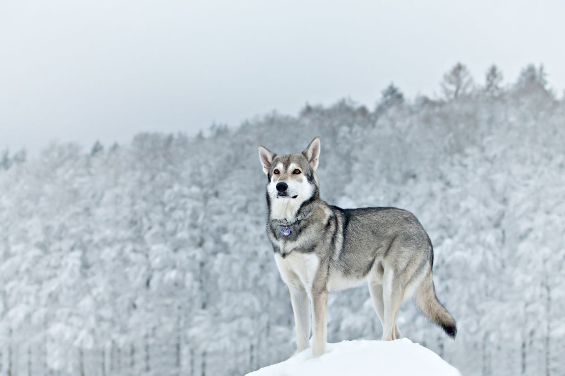 Aegir - Saarloos Wolfshund