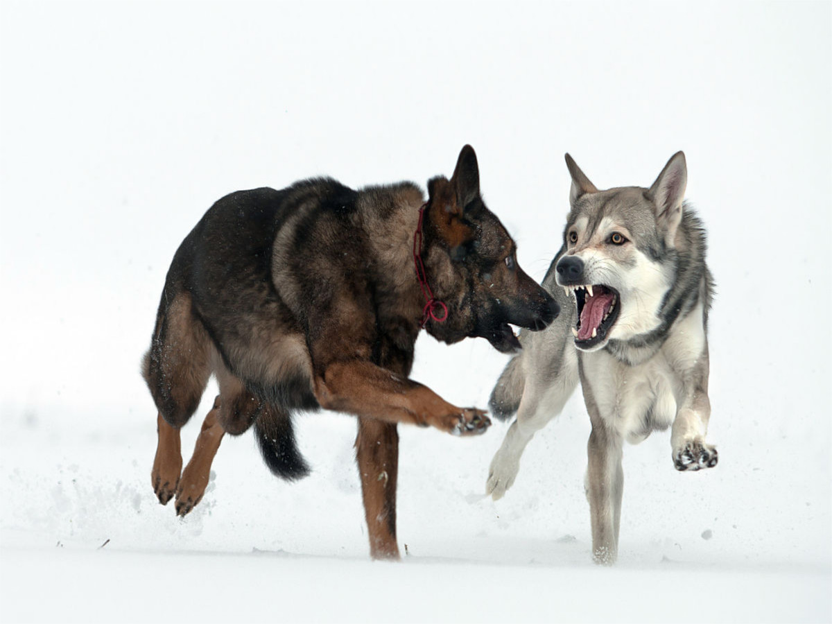 Zoukie und Aegir