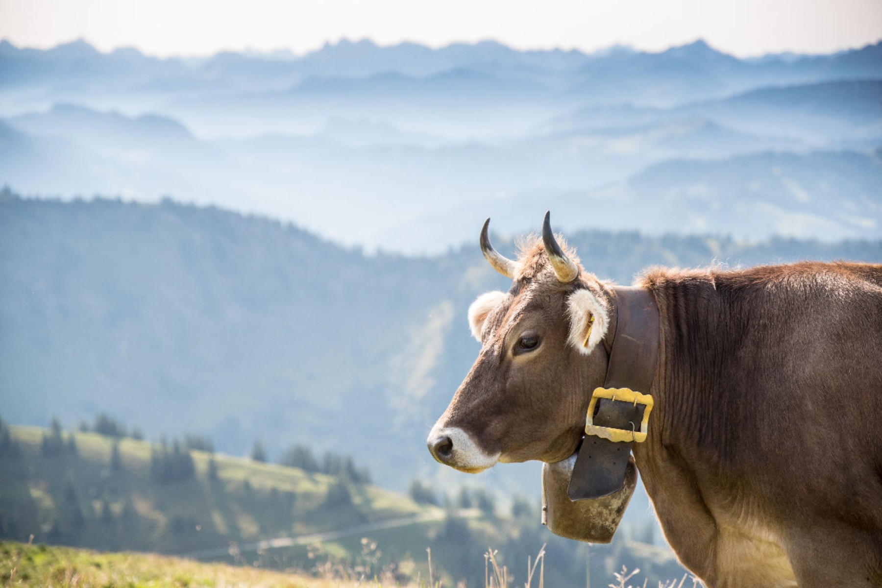 Rind am Hochgrat