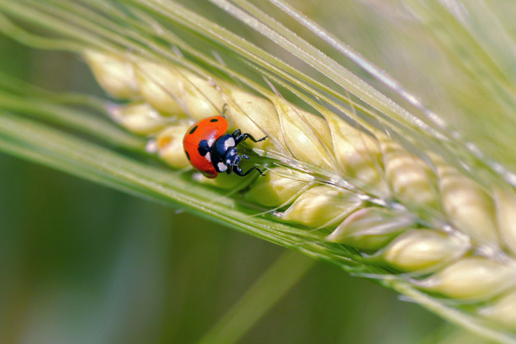 Marienkäfer im Kornfeld