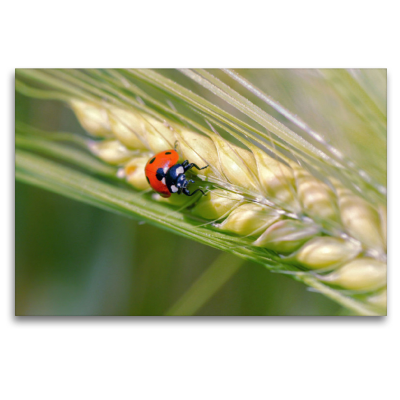 Marienkäfer im Kornfeld