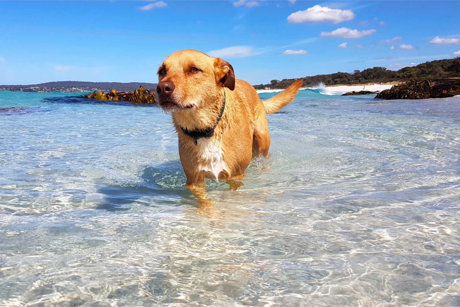 Badender Hund in der Bay of Fires, Tasmanien, Australien