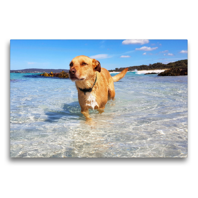 Badender Hund in der Bay of Fires, Tasmanien, Australien