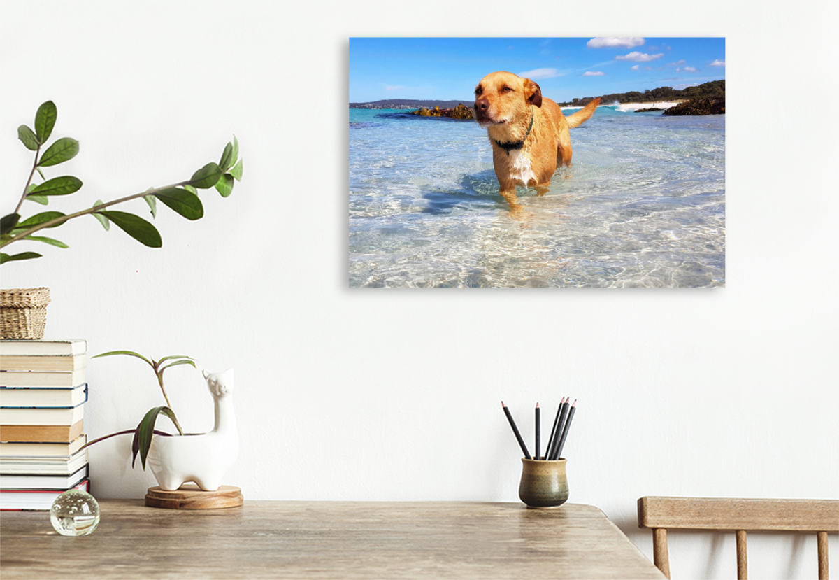 Badender Hund in der Bay of Fires, Tasmanien, Australien