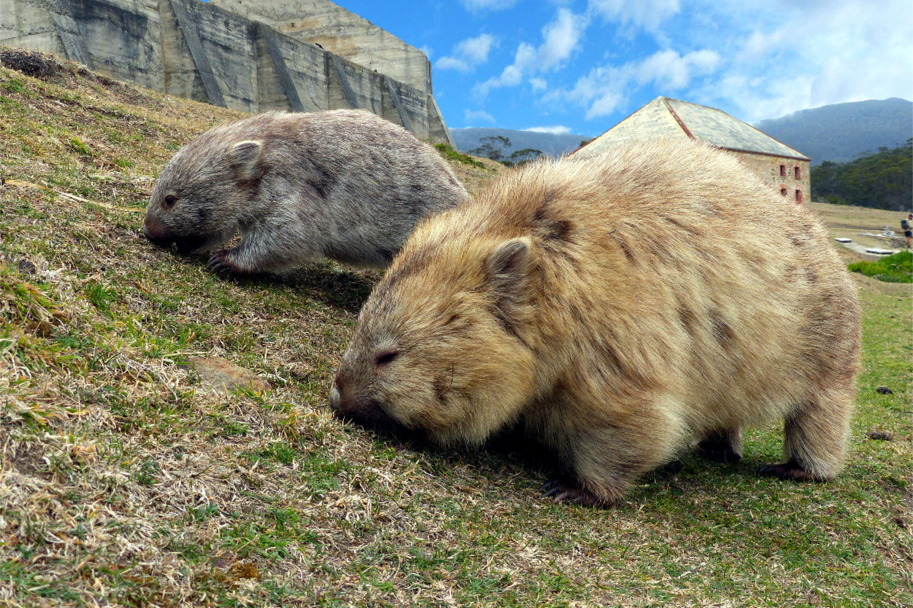 Wombats auf Maria Island, Australien