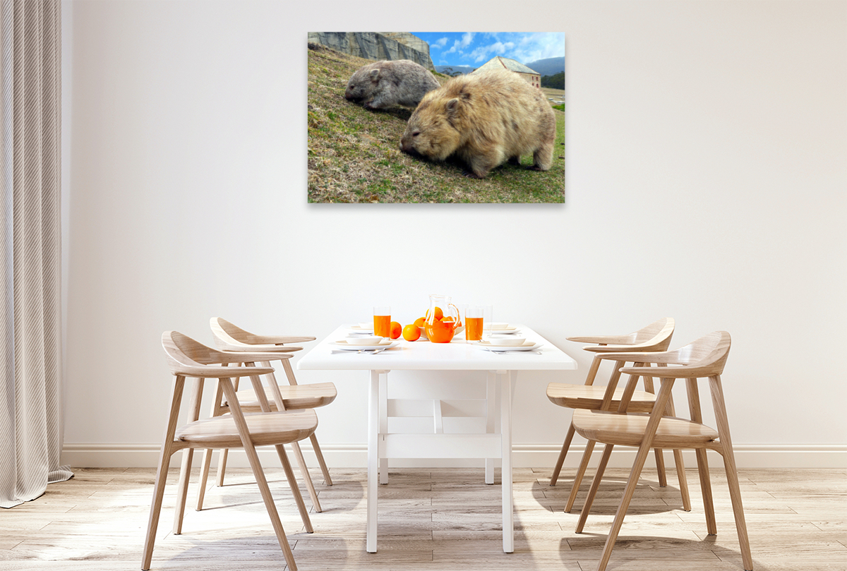 Wombats auf Maria Island, Australien