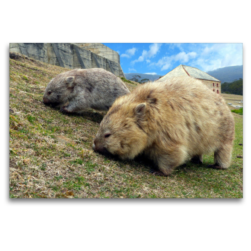 Wombats auf Maria Island, Australien