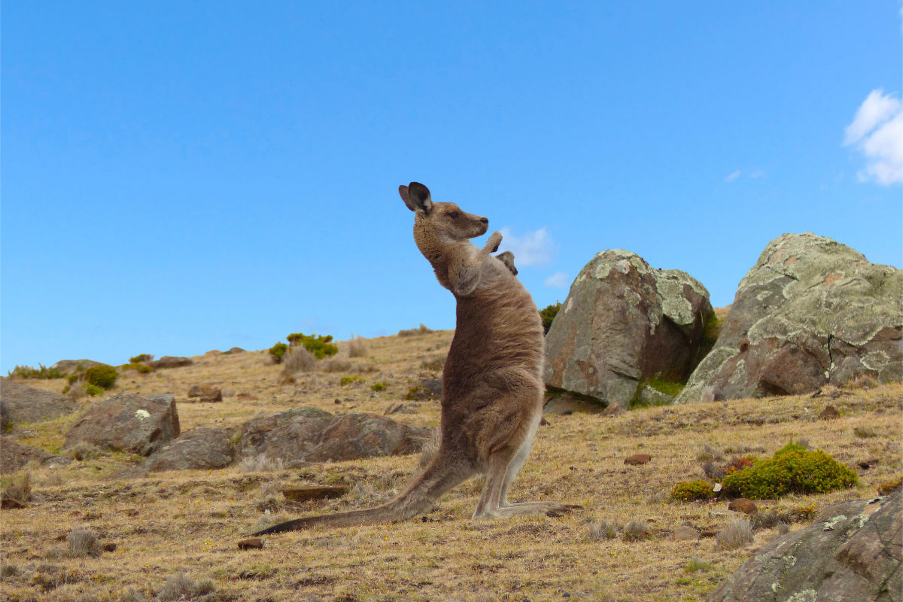 Känguru in Australien