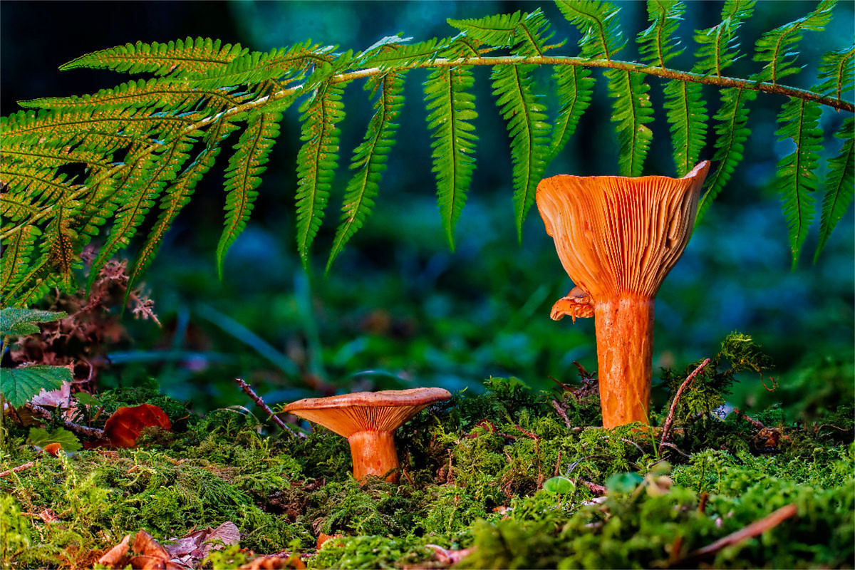 Edel-Reizker (Lactarius deliciosus)