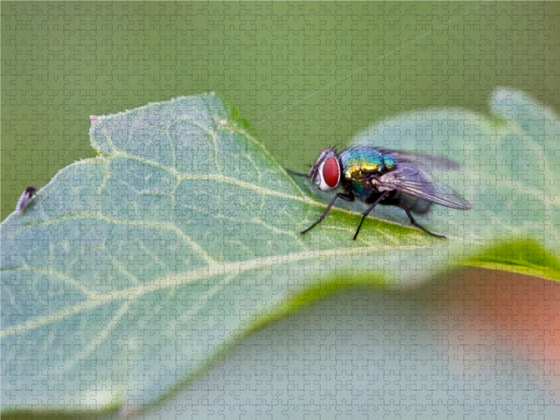 Lucilia sericata