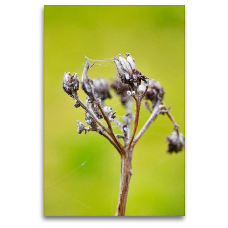 Fenchel