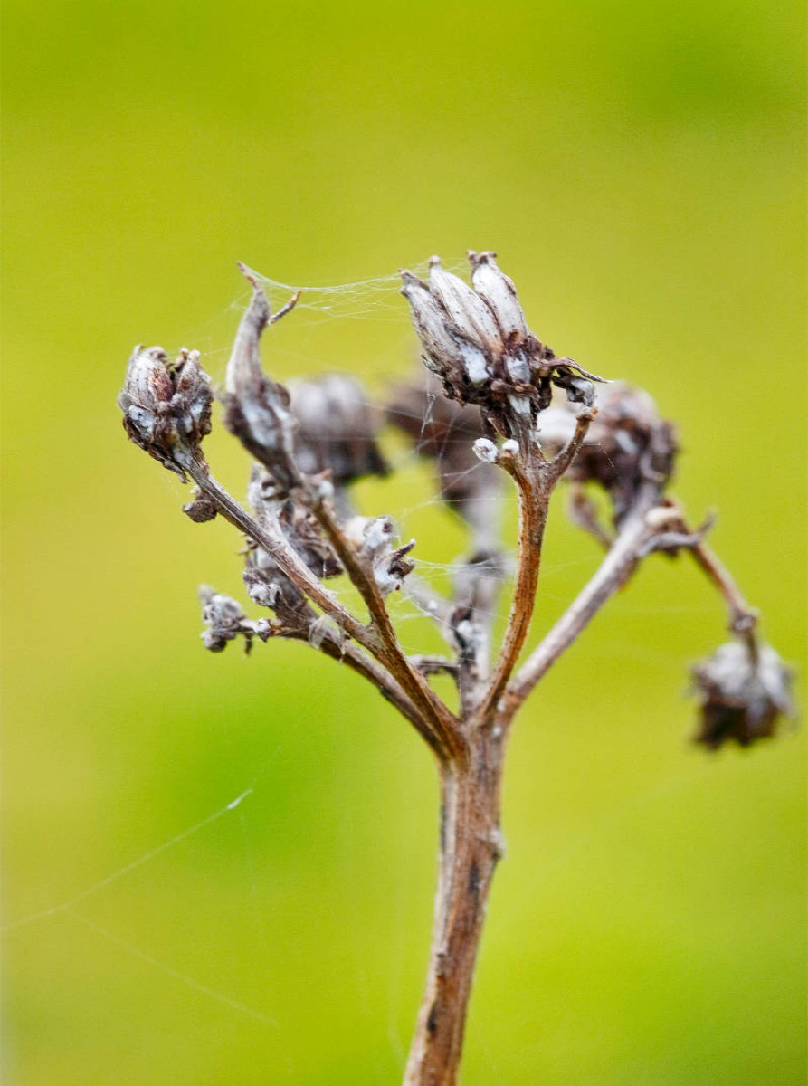 Fenchel