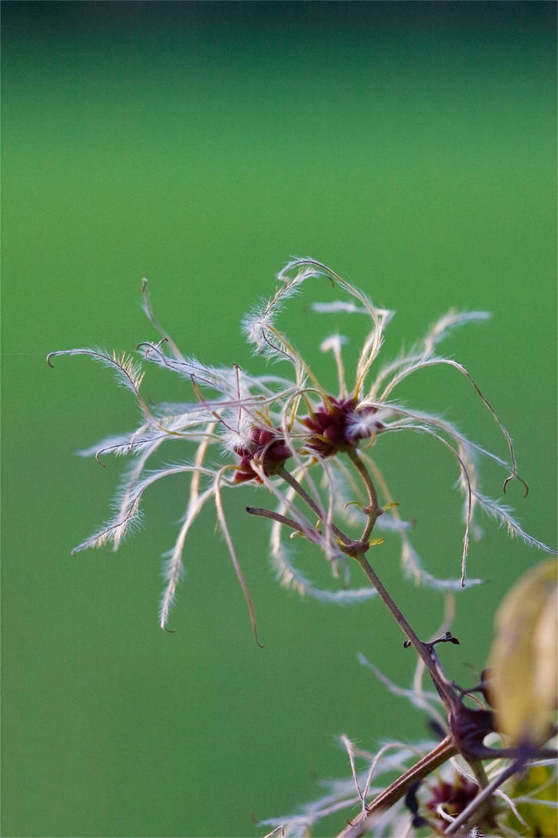 Gewöhnliche Waldrebe