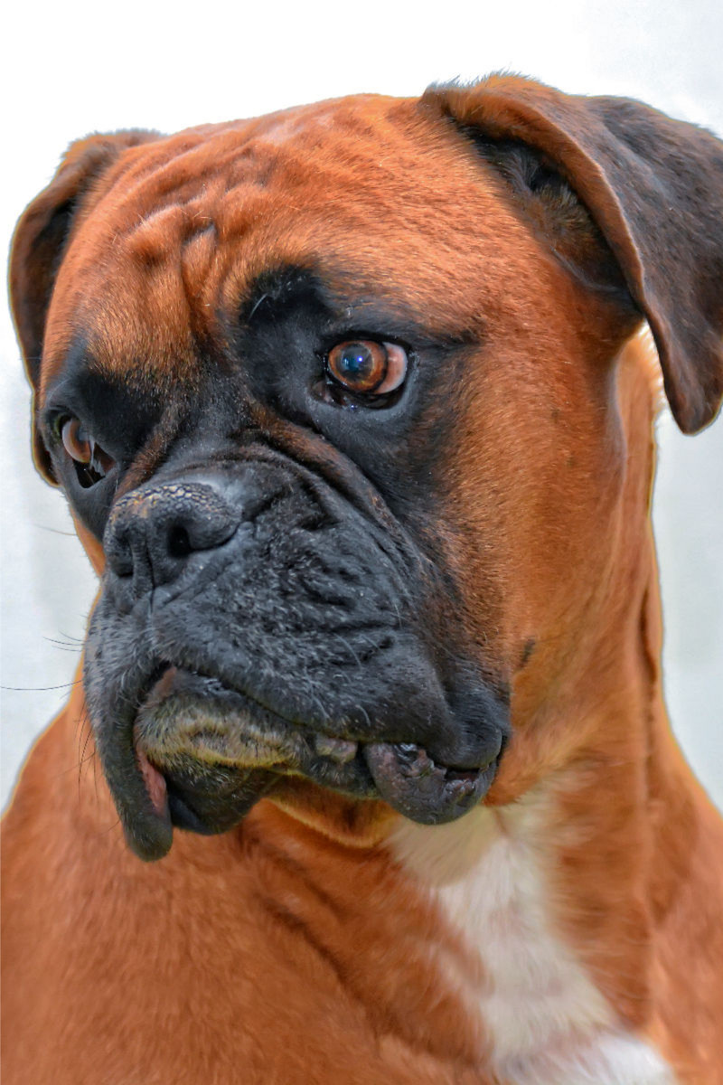 Deutscher Boxer