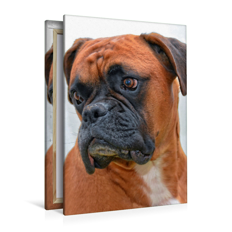 Deutscher Boxer