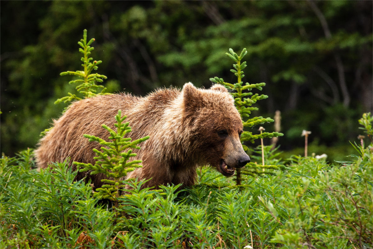 Grizzlybär