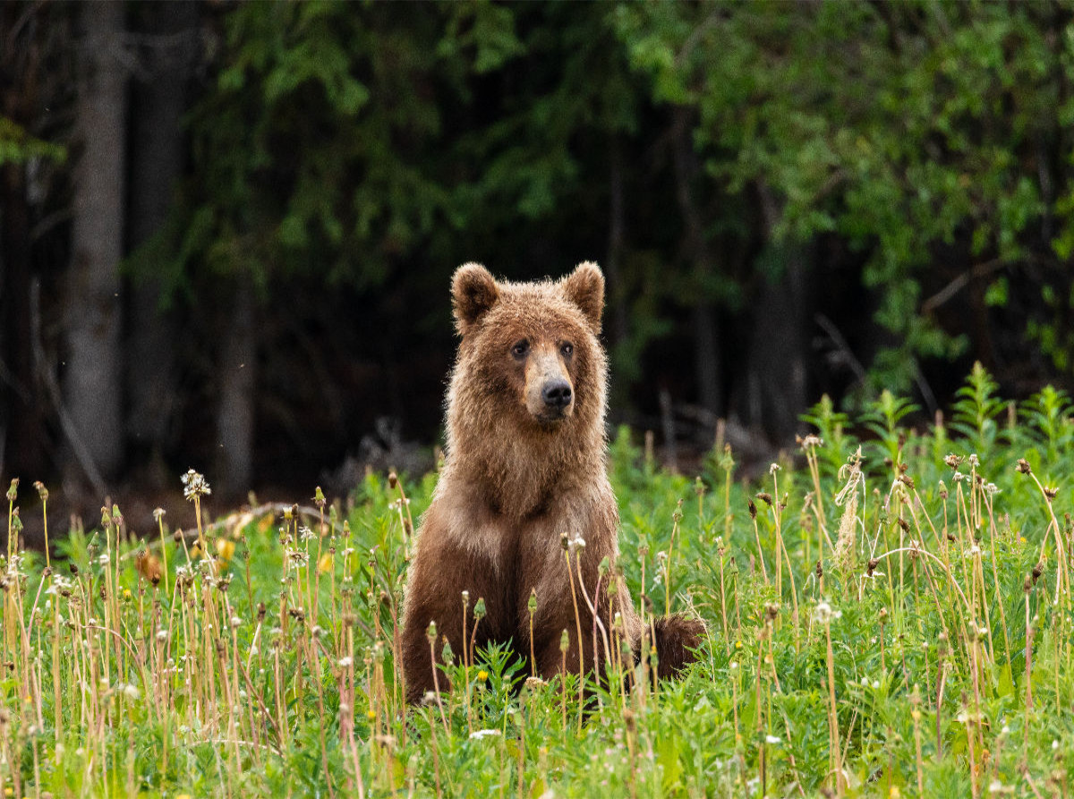 Grizzlybär