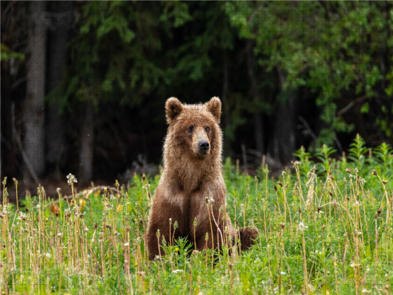 Grizzlybär