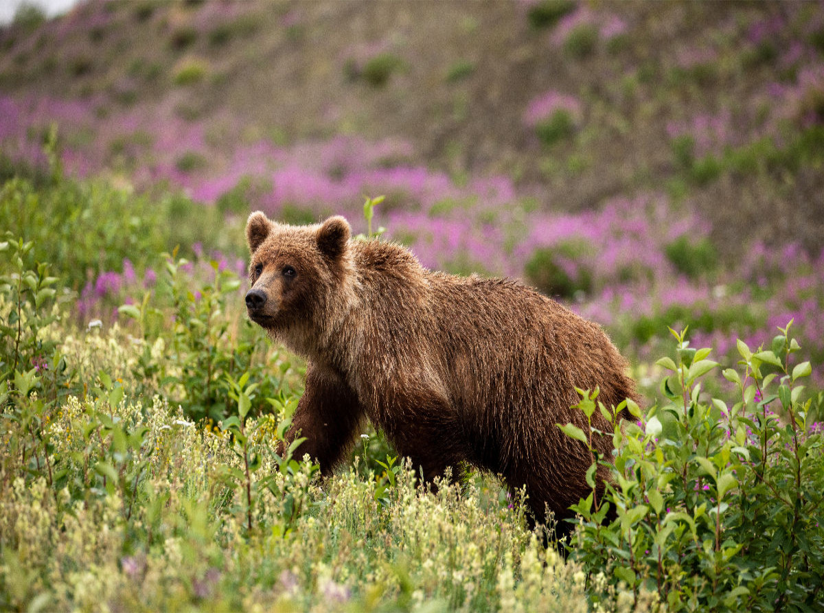 Grizzlybär