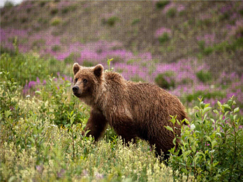 Grizzlybär