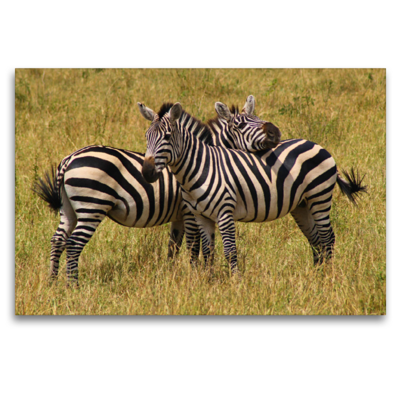 Zebras