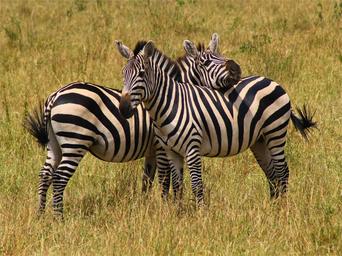 Zebras