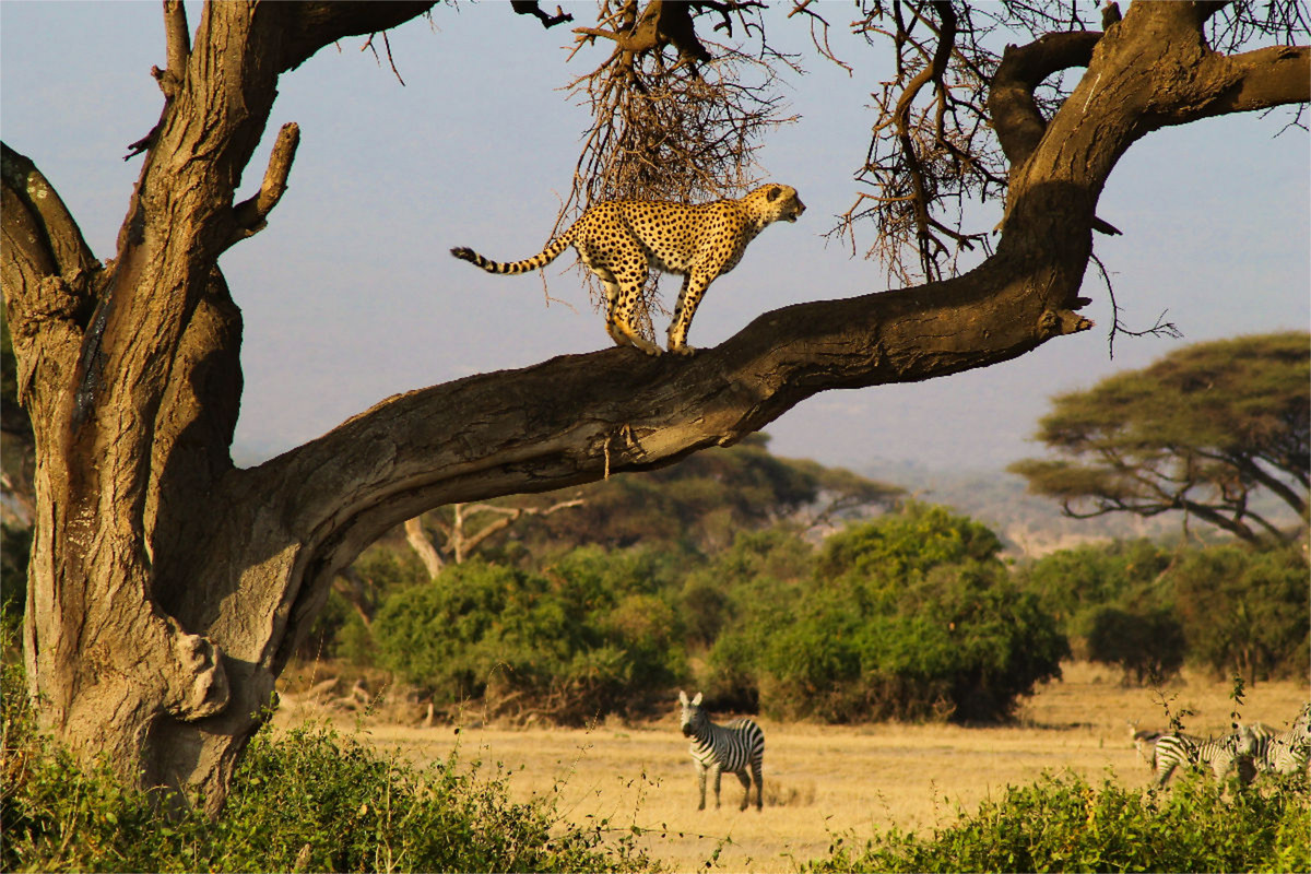 Gepard und Zebra