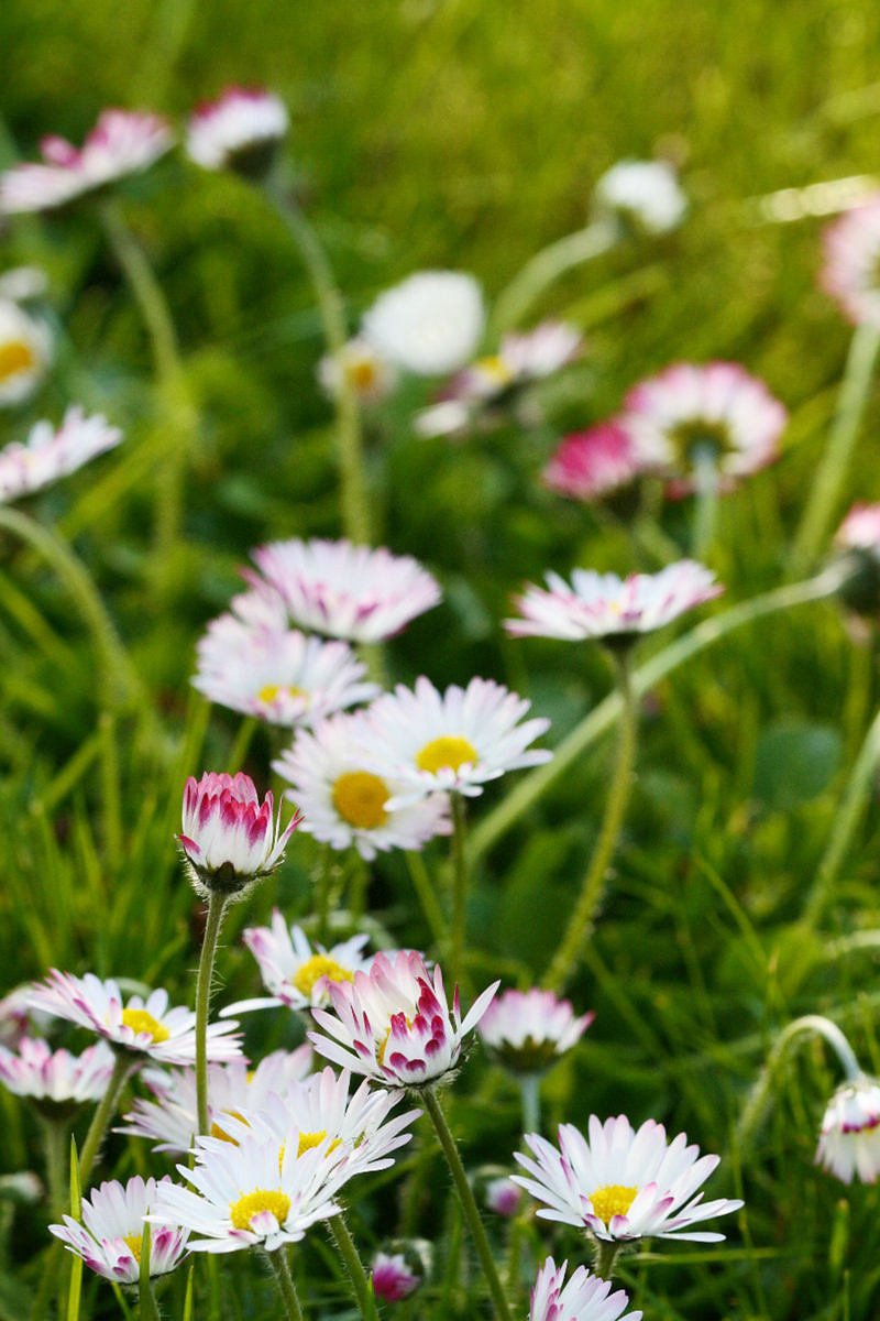 Gänseblümchen in der Wiese