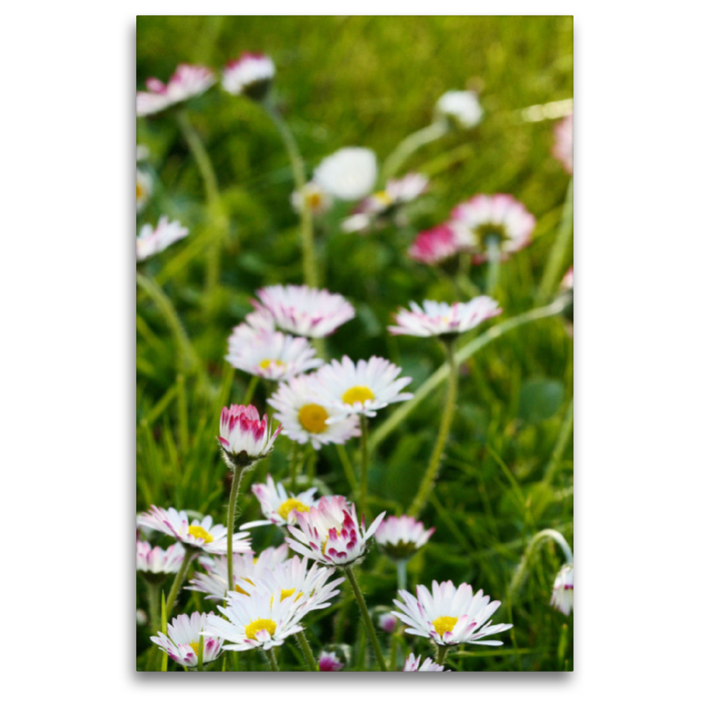 Gänseblümchen in der Wiese