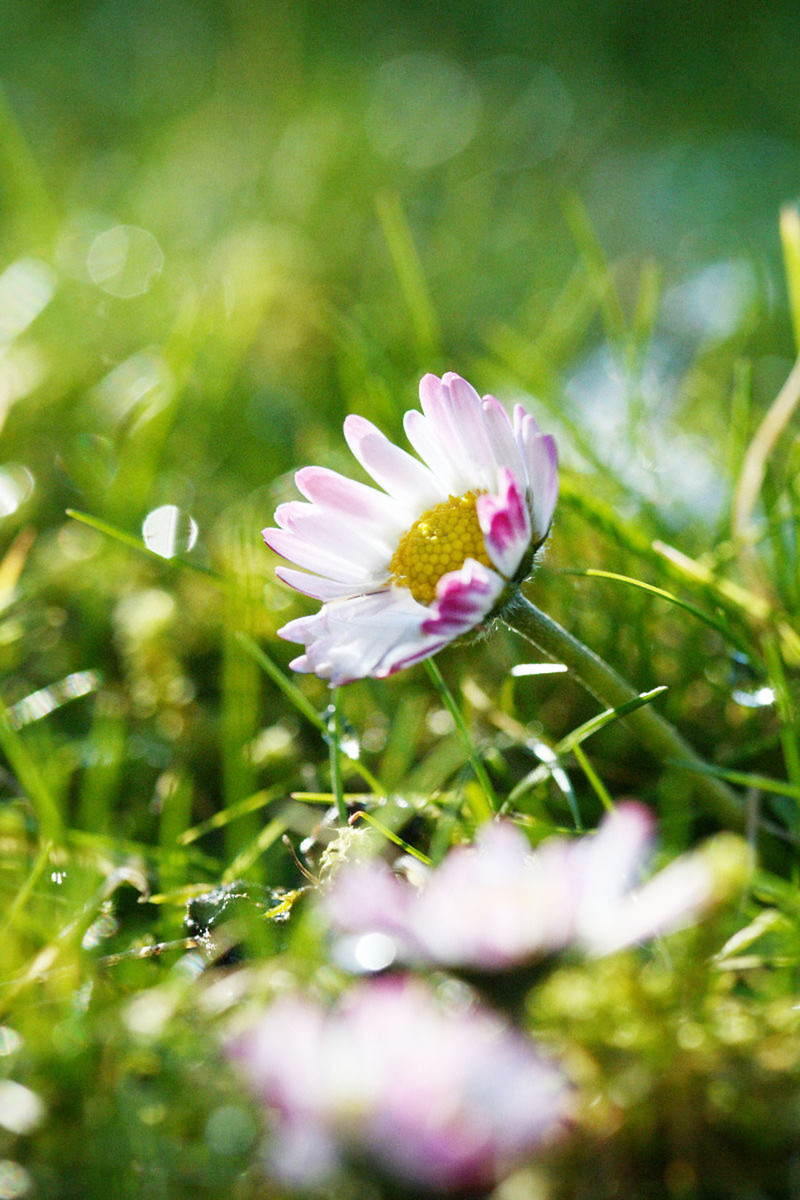 Gänseblümchen auf taunasser Wiese