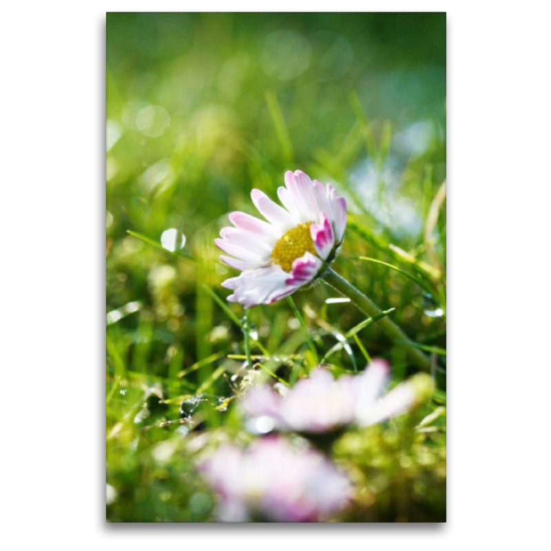 Gänseblümchen auf taunasser Wiese