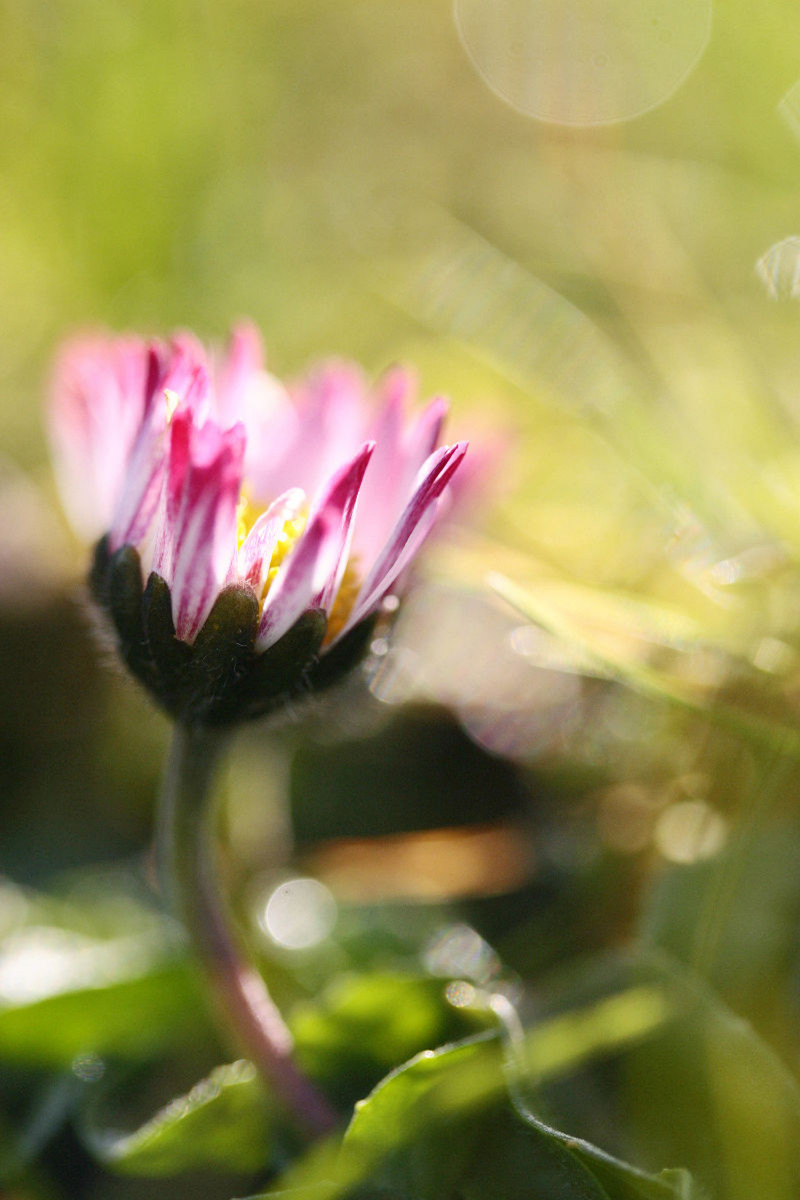 Verträumtes Gänseblümchen