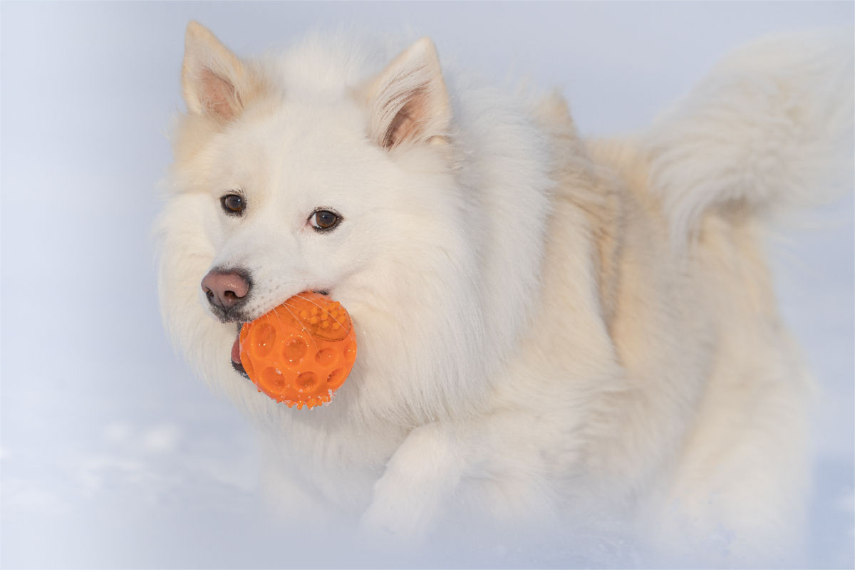 Islandhund im Schnee