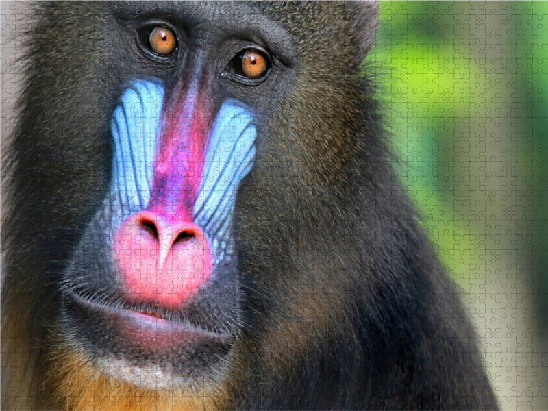 MANDRILL