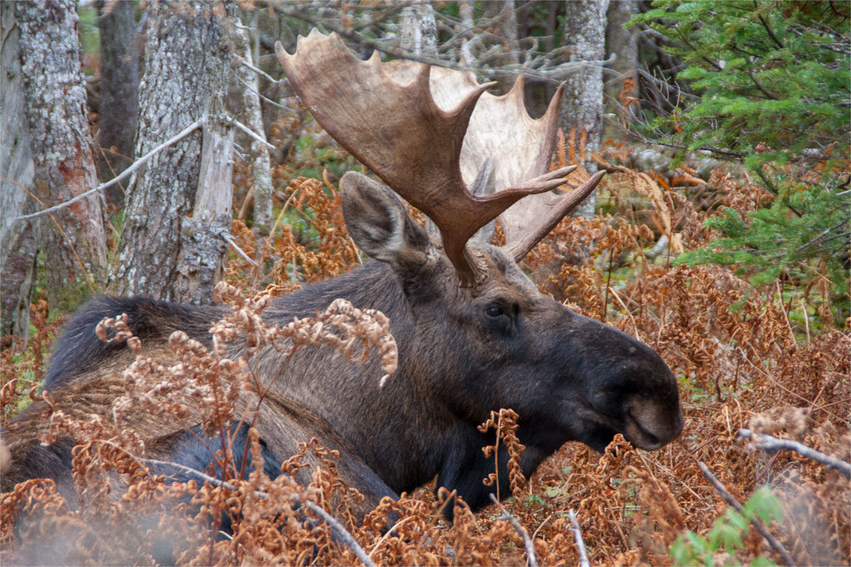 Moose · Cape Breton Higlands National Park