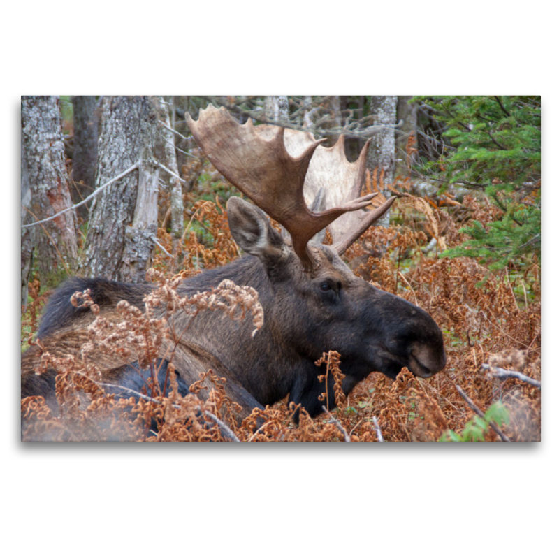 Moose · Cape Breton Higlands National Park