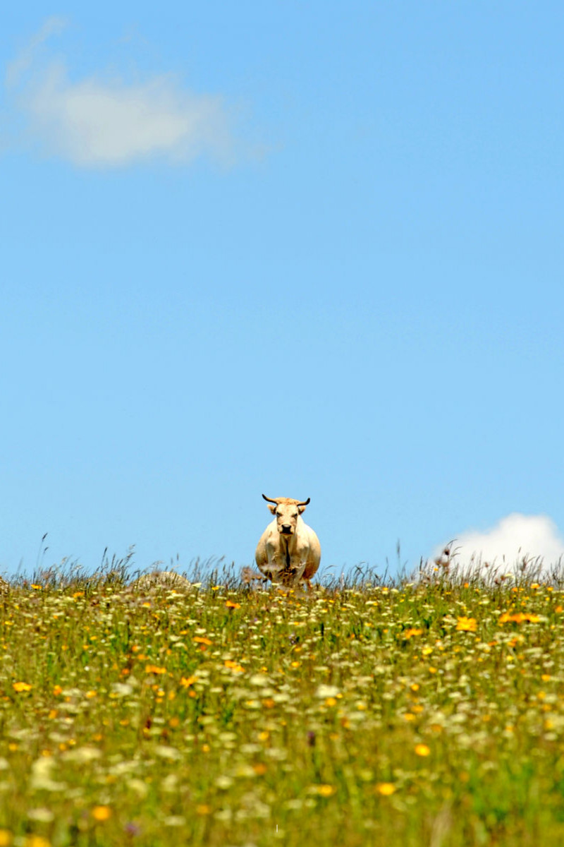 Ein Bild des Kuhkalenders