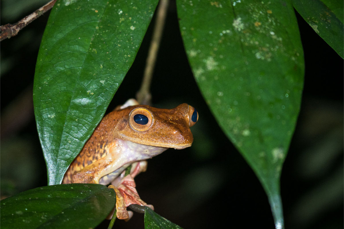 Frosch