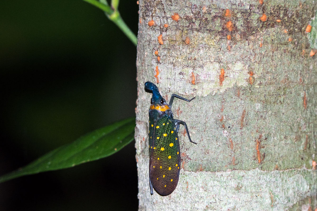 Laternenwanze aus dem Dschungel von Borneo, Indonesien