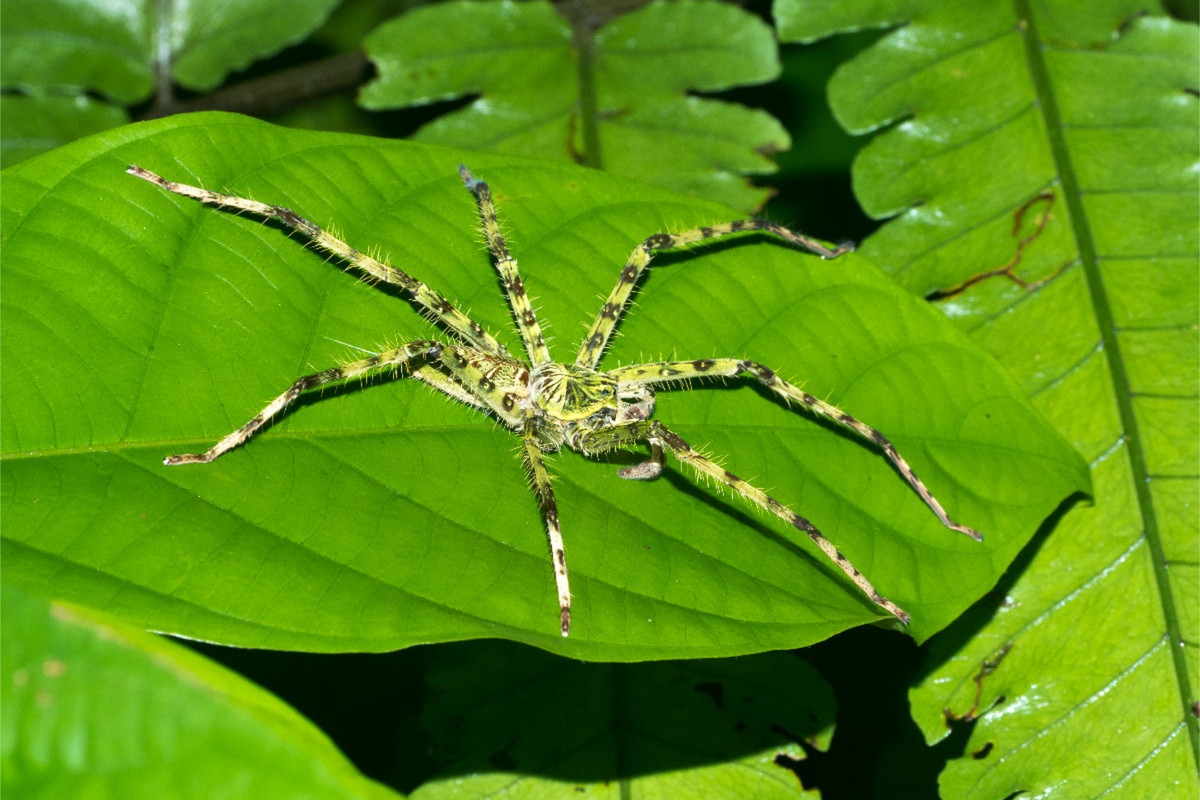 Spinne aus dem Dschungel von Borneo, Indonesien