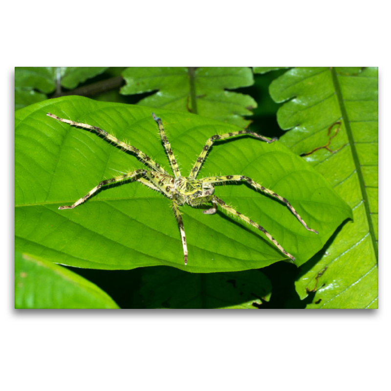 Spinne aus dem Dschungel von Borneo, Indonesien