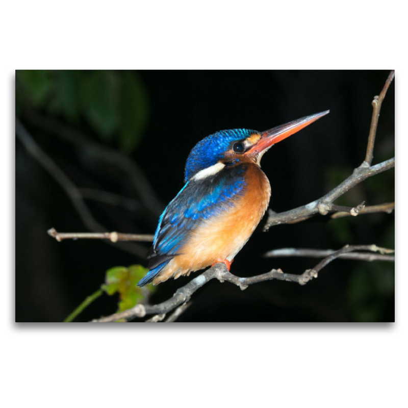 Kingfisher aus dem Dschungel von Borneo, Indonesien