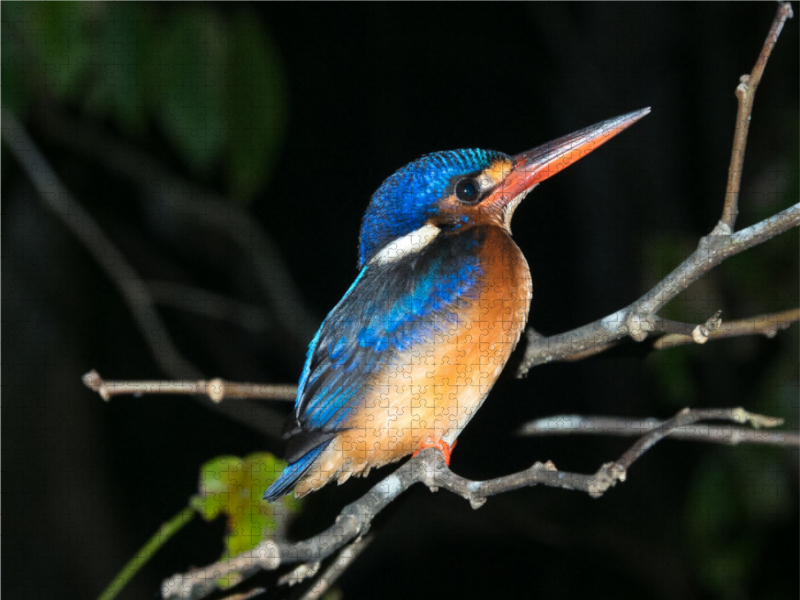 Kingfisher aus dem Dschungel von Borneo, Indonesien