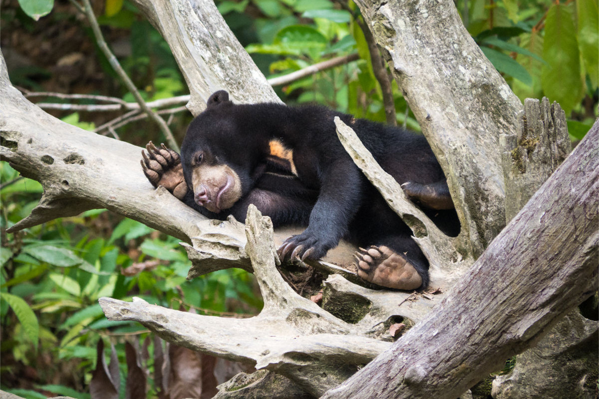 Malaienbär aus dem Dschungel von Borneo, Indonesien